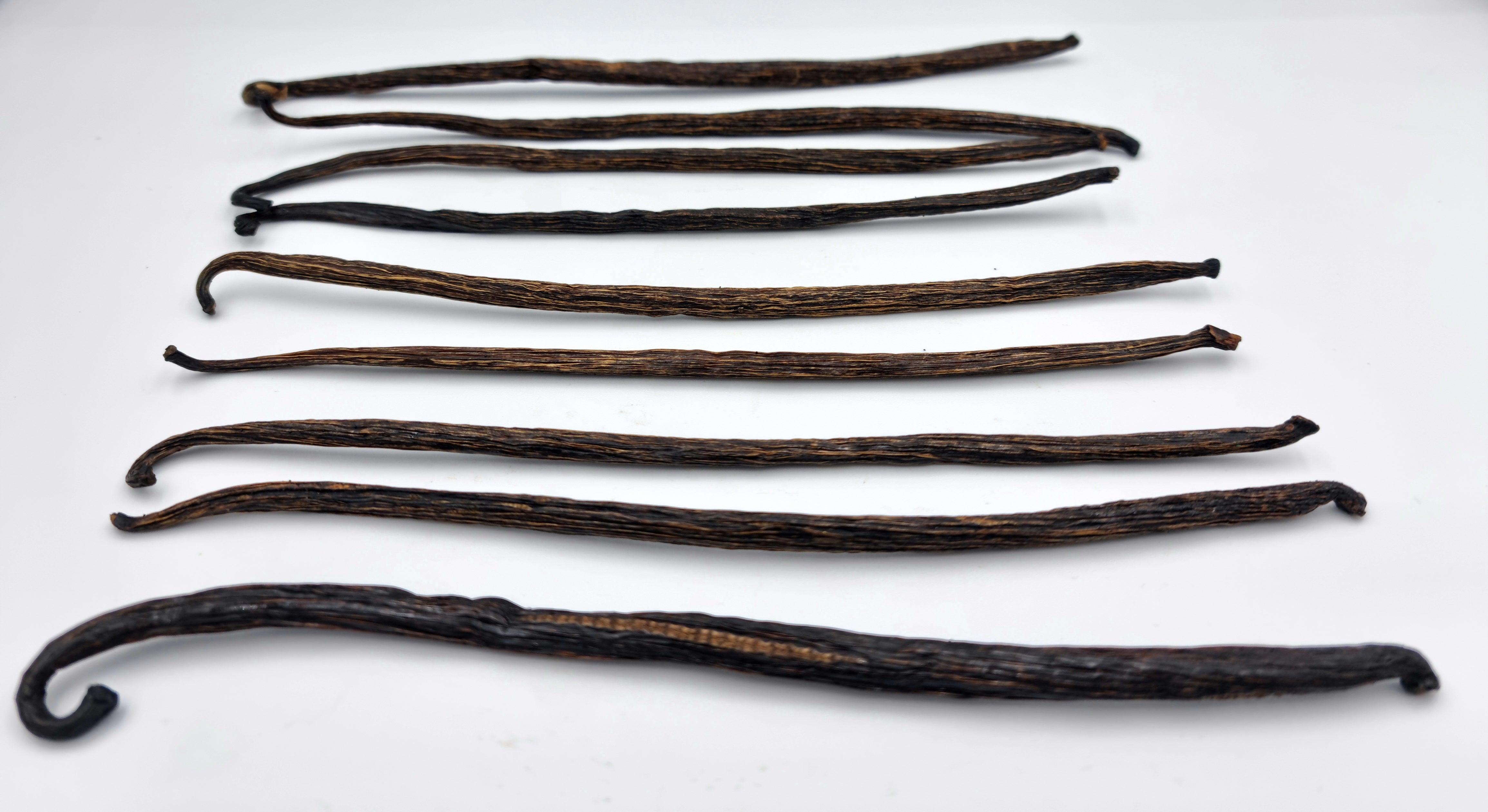 9 - 10 Vanilla Beans Planifolia Grade-B 25 Grams