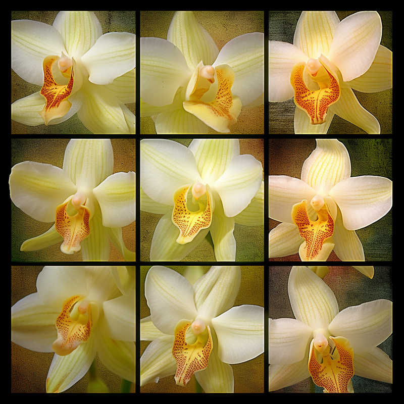 Die verborgene Vielfalt der Vanille: Einblicke in die Genetik der Vanilla planifolia