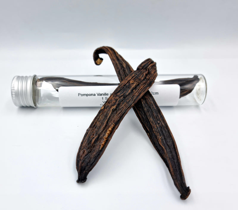 Pompona vanilla from French Guyana +-12cm 1 pod min. 6 grams